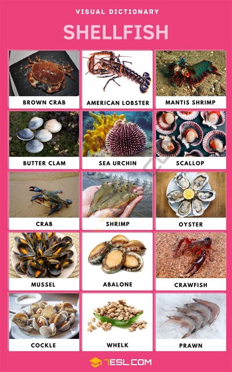 Shellfish List Of Shellfish With Interesting Facts Critters Of The