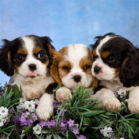 Mini Cavalier King Charles Spaniel Puppies Sale Image Bleumoonproductions