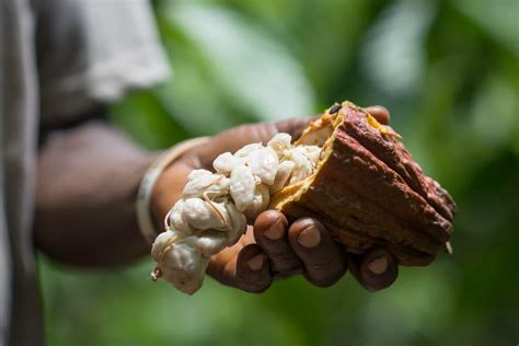 Responsible Chocolate Is About Protecting Both Forests And Cocoa Farmers Livelihoods