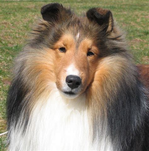 The Collie Is Not A Specific Breed But Is A Distinctive Type Of Herding