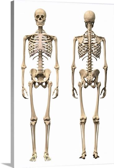 Anatomy Of Male Human Skeleton Front View And Back View Photo Canvas