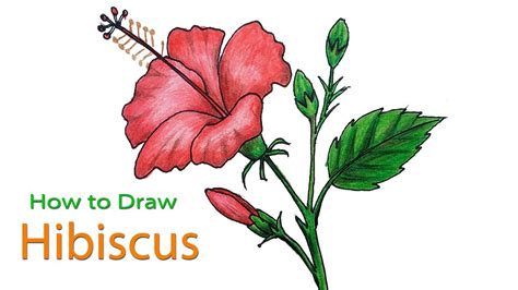 How To Draw Hibiscus Flower Step By Step Very Easy Youtube