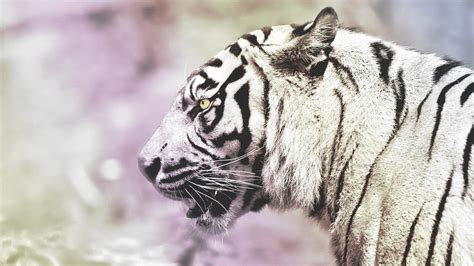 🥇 Animals Tigers White Tiger Wallpaper 78225