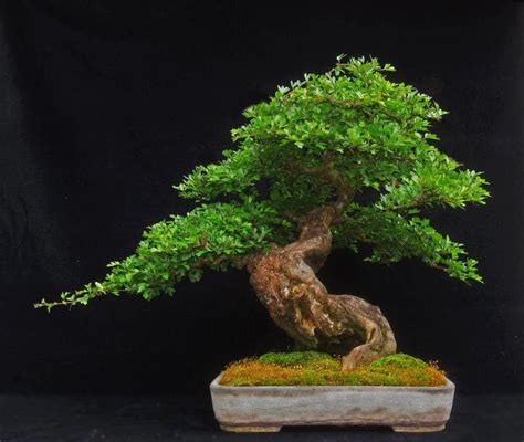 The Thing That Can Make Your Tree Thrive Soil For A Bonsai Tree