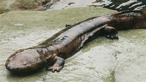 The Chinese Giant Salamander Can Grow Facts Zone