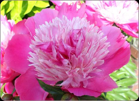 Peony Pink White Flower Free Image Download