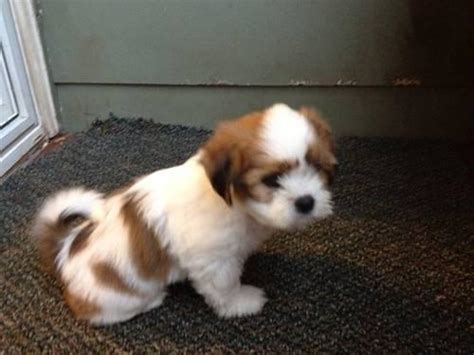 Havanese puppies for sale from proven dog breeders. Havanese / Lhasa Apso Mix Puppies for Sale in Boring, Oregon Classified | AmericanListed.com