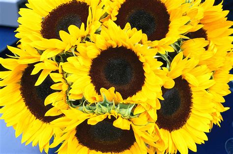 15 Eye Popping Sunflower Varieties