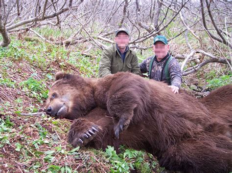 Parti barnamedve / Kodiak medve vadászat Alaszkában >> - Vadászutak