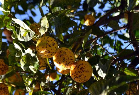 Treating Sick Orange Trees Learn To Recognize Orange Disease Symptoms