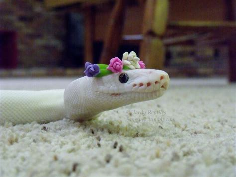 Pin By Dragon Of Tea On Snek Cute Reptiles Cute Snake Pet Snake