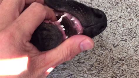 German Shepherd Puppy Losing Baby Teeth Teething Incisors Gsd Kara A