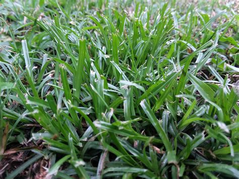 I Need Some Help Identifying A Grass That Is Spreading In A Lawn