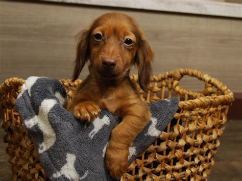 Find the perfect miniature dachshund puppy for sale in iowa, ia at puppyfind.com. Dachshund-DOG-Female-Chocolate & Tan-2736250-Petland Iowa City