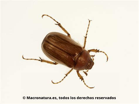 Escarabajo Amphimallon Solstitialis Macronatura Escarabajo De Junio