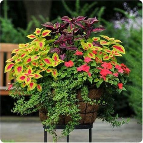 80 Pretty Creeping Jenny For Garden Garden Containers Container
