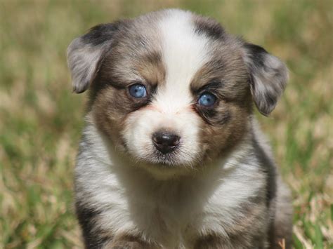 Tk Mini And Toy Aussies In Texas Find Your Miniature Australian Shepherd And Toy Australian