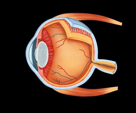 Dettagli Completi Di Anatomia Dell Occhio Umano Illustrazione Di Stock