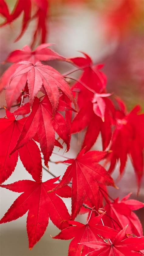 Red Maple Leaves Tree Branches In Blur Background 4k Hd Nature
