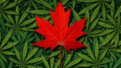 Cannabis Canada Legalization Marijuana Drug Law