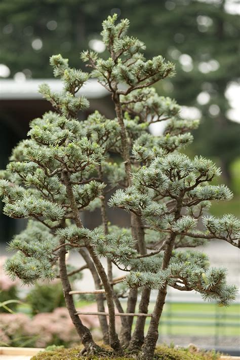 They are very suitable for bonsai purposes, but for unknown reasons cedar bonsai are quite rare. blue-atlas-cedar | Basic Bonsai Tree Care