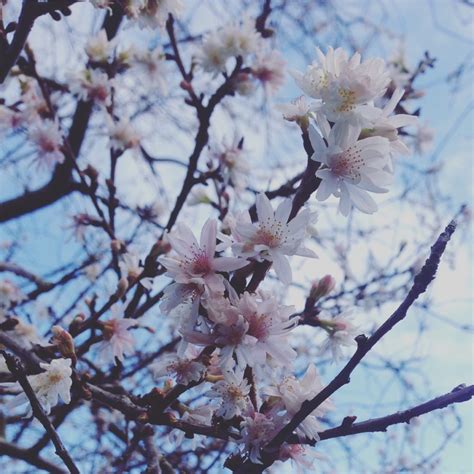 Ever since his parents passed away, hae bom has been living in tae sung's house. Winter Cherry Blossom To Banish Your Blues - the small ...