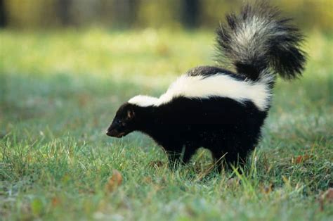 How To Stop Skunks Digging Up Your Lawn North American Nature