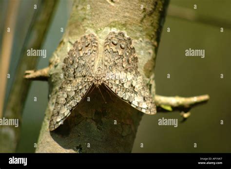 Butterfly Moth Animal Nature Mimicry Camouflage Stock Photo Alamy