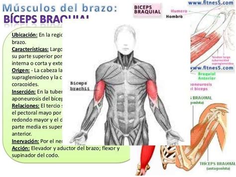 Músculos Miembro Superior Human Anatomy And Physiology Health And