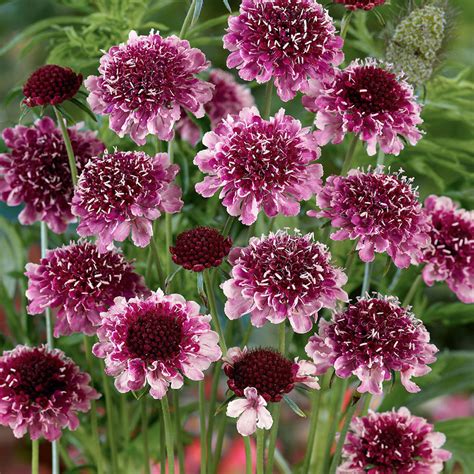 Scabiosa Atropurpurea Beaujolais Bonnets Pin Cushion Drought Tolerant