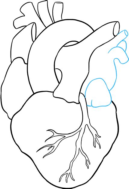 Human Heart Line Drawing Free Download On Clipartmag