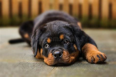 The Tired Rottweiler Puppy Stock Image Image Of Puppy 119902593