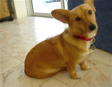 Check spelling or type a new query. Dorgi (PW Corgi-Dachshund Mix) Info, Temperament, Care ...