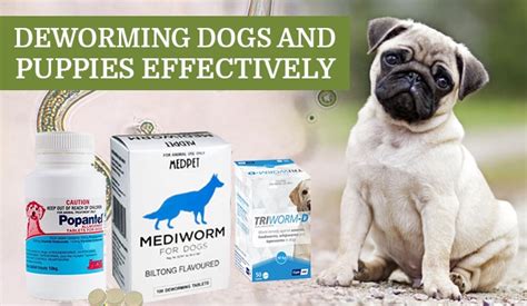 Deworming Dog And Puppies Effectively Discountpetcare