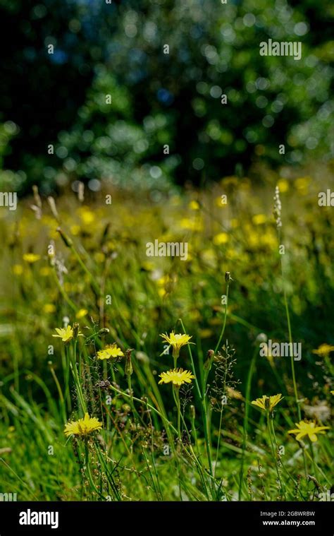 Wildflower Garden Meadow Wisley Hi Res Stock Photography And Images Alamy