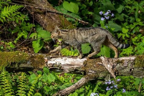 Feral Cat Felis Catus In The Forest Stock Photo Image Of Animal