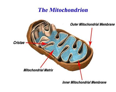Mitochondria aerobic respiration (well, cellular respiration) occurs in 5 distinct stages. Unit 4: Cell Biology 2 Flashcards | Easy Notecards