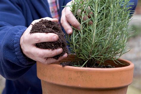 Rosemary Your Practical Grow Guide
