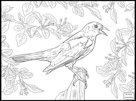 Blackbird Bird Coloring Pages Jiahajava