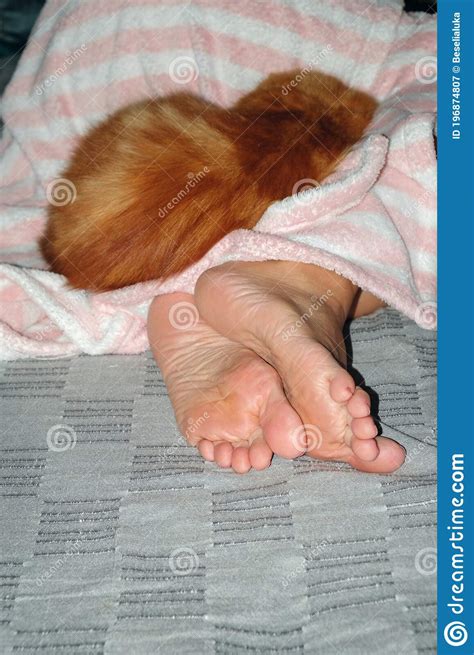 Ginger Cat Lying On Female Legs On Sofa Stock Image Image Of Concept