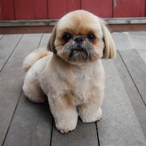 Top 10 Popular Shih Tzu Haircuts 30 Pictures Artofit