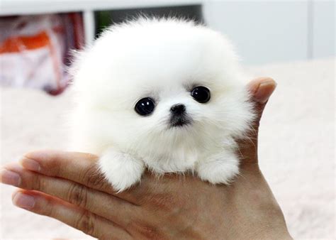 Cute Puppy Dogs Mini Pomeranian Puppie