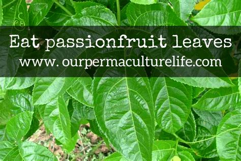 Passionfruit Leaves Are Edible Too Our Permaculture Life