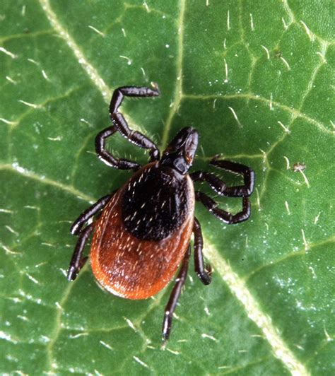 Black Legged Ticks Spread Across 45 Counties In Minnesota Reported