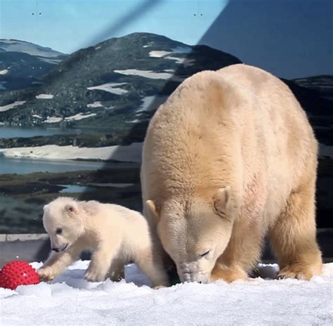 Peta Goes After Seaworlds Polar Bears