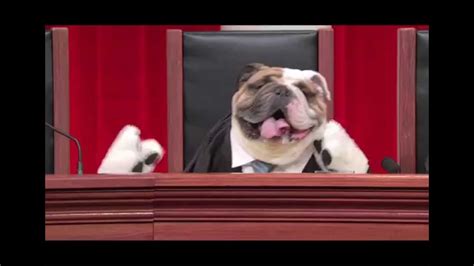 Supreme Dog Court Realanimalsfakepaws Tommyvirtue Youtube