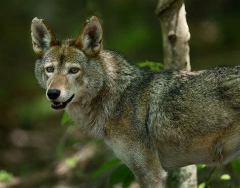 Animal Adventurer: Mother Red Wolf Legally Shot and Killed in North