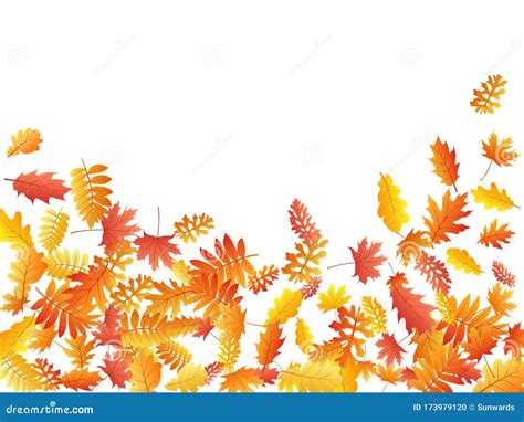 Oak Maple Wild Ash Rowan Leaves Vector Autumn Foliage On White