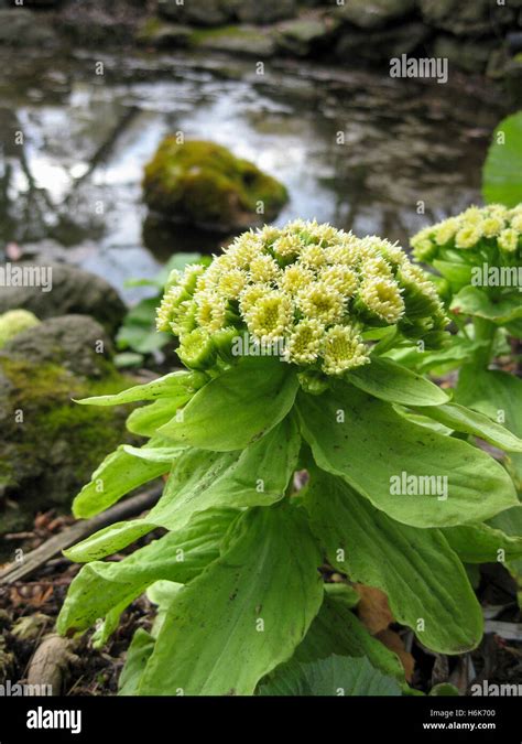 The Early Spring Foliage And Floret Growth Of Petasites Japonicus Also