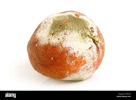 Moldy Rotten Orange Stock Photo Alamy